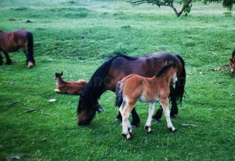 La leyenda del caballo: la perfecta creación de Dios