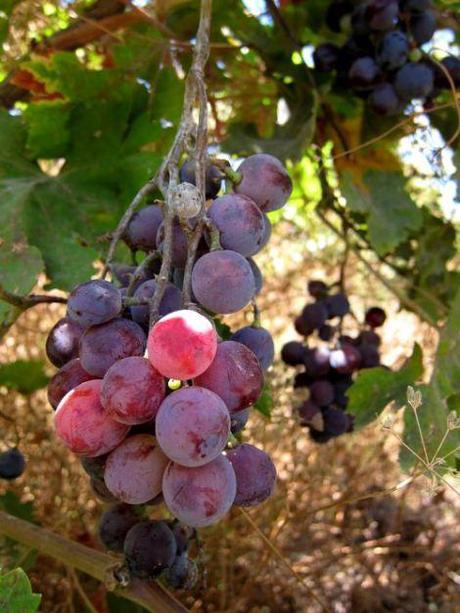 Cous-cous de uvas y queso…con sabor a beso cuscus-de-uvas-y-queso-