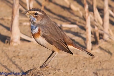 EL RUISEÑOR PECHIAZUL-Luscinia svecica