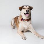 Cómo identificar las razas de un perro mestizo