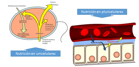 La célula: introducción (nivel básico)