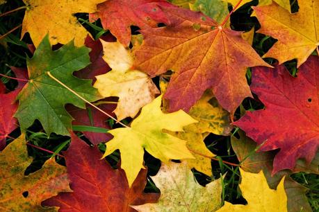 Curiosidades del otoño Curiosidades del otoño