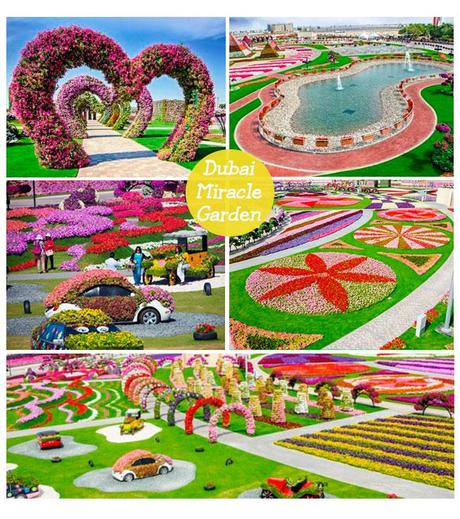 Conoce Dubai Miracle Garden paletadubaigrande