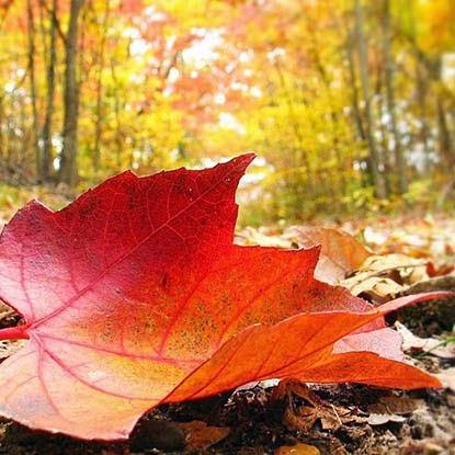 An autumn song An autumn song