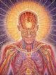 Métodos para Activar la Glándula Pineal glandula pineal