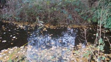 Canción de otoño Parque Amsterdam