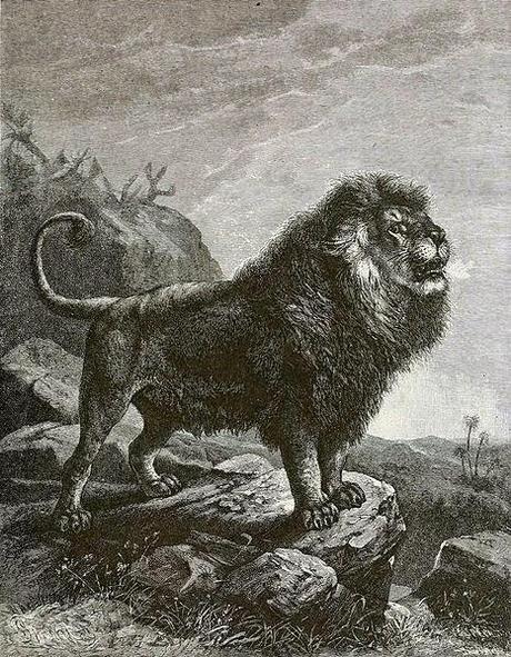 El león del Atlas El león del Atlas