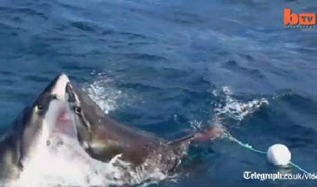 ataque caníbal entre tiburones blancos