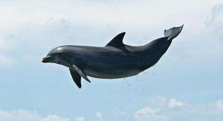 Los delfines tienen el mismo sexto sentido que las palomas