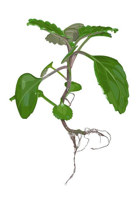 ¡Buena Suerte! Ruth Gómez. La New Gallery. Esqueje planta del dinero