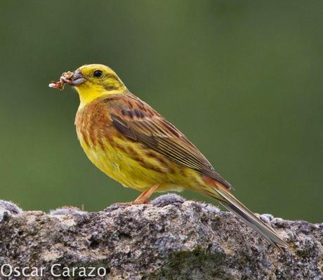 FAUNA ALAVESA: ESCRIBANO CERILLO