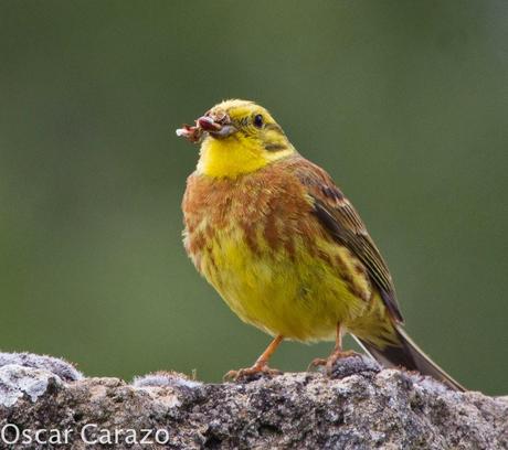 FAUNA ALAVESA: ESCRIBANO CERILLO