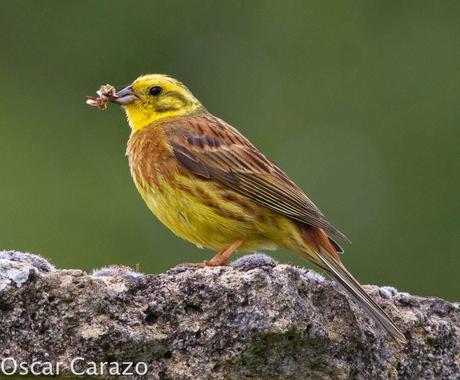 FAUNA ALAVESA: ESCRIBANO CERILLO