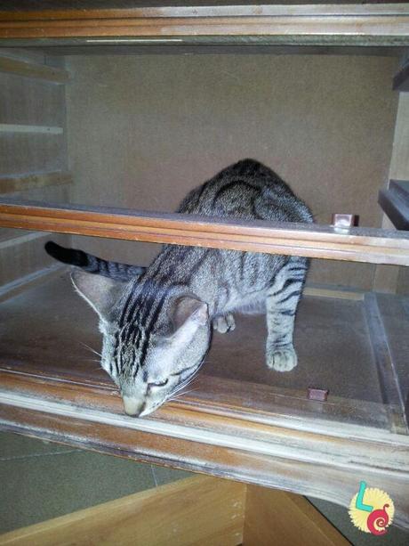 Pintar un mueble Pintar un mueble