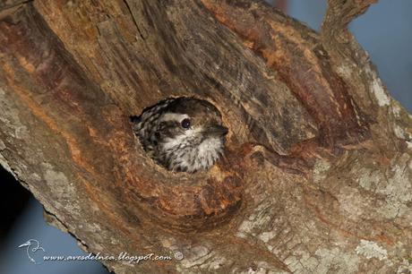 Carpintero bataraz chico (Checkered Woodpecker) Picoides mixtus