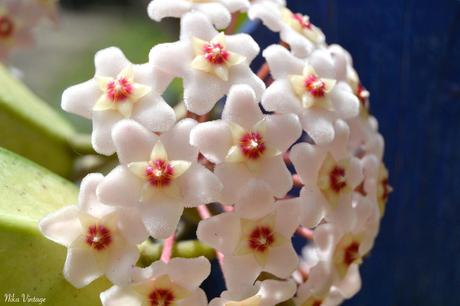 Flor de cera, Hoya carnosa, PLANTA, TREPADORA, FOTOGRAFIA,