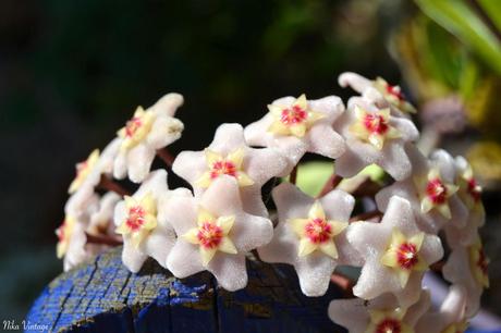 Flor de cera, Hoya carnosa, PLANTA, TREPADORA, FOTOGRAFIA,