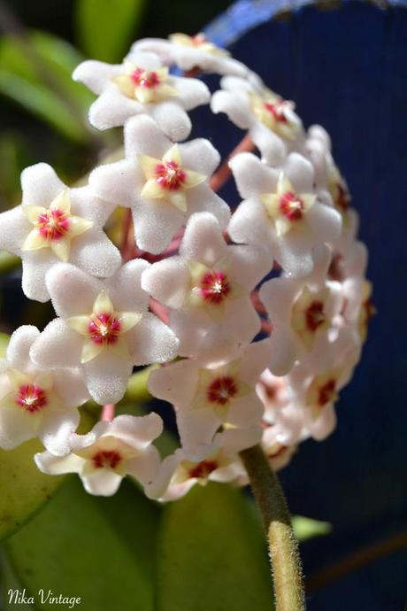 Flor de cera, Hoya carnosa, PLANTA, TREPADORA, FOTOGRAFIA,