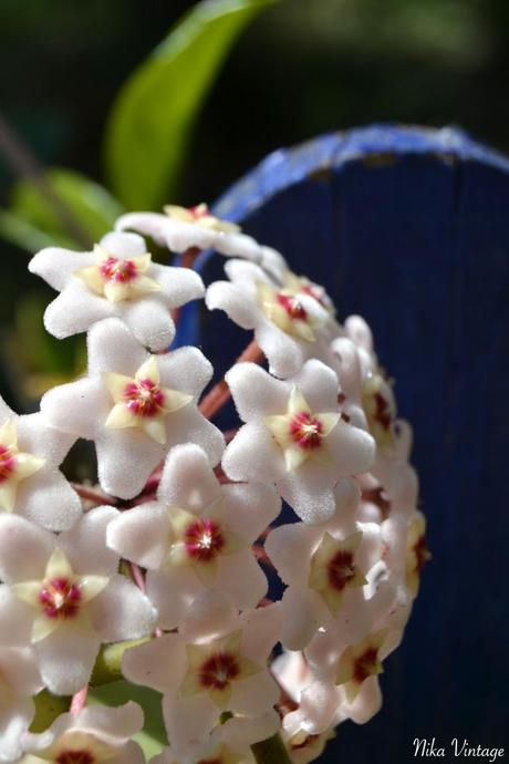 Flor de cera, Hoya carnosa, PLANTA, TREPADORA, FOTOGRAFIA,