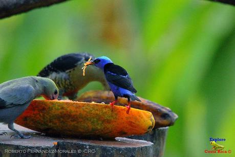 Frog's Heaven -Aves-  -Horquetas de Sarapiquí, Heredia-