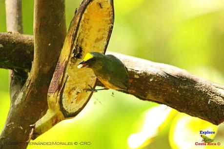 Frog's Heaven -Aves-  -Horquetas de Sarapiquí, Heredia-