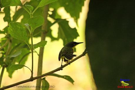 Frog's Heaven -Aves-  -Horquetas de Sarapiquí, Heredia-