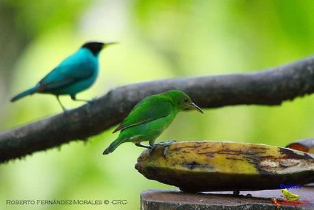 Frog's Heaven -Aves-  -Horquetas de Sarapiquí, Heredia-