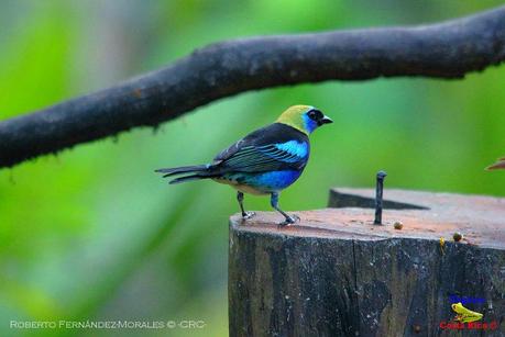 Frog's Heaven -Aves-  -Horquetas de Sarapiquí, Heredia-