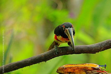 Frog's Heaven -Aves-  -Horquetas de Sarapiquí, Heredia-