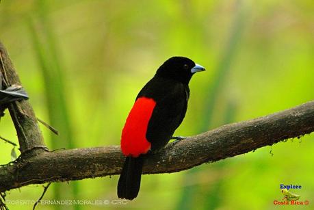 Frog's Heaven -Aves-  -Horquetas de Sarapiquí, Heredia-