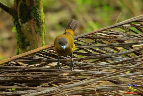 Frog's Heaven -Aves-  -Horquetas de Sarapiquí, Heredia-