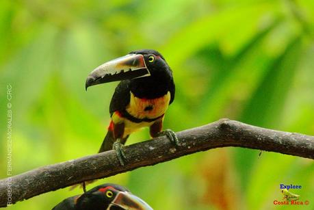 Frog's Heaven -Aves-  -Horquetas de Sarapiquí, Heredia-