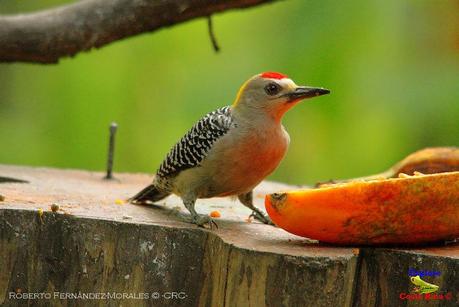 Frog's Heaven -Aves-  -Horquetas de Sarapiquí, Heredia-