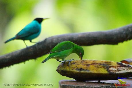 Frog's Heaven -Aves-  -Horquetas de Sarapiquí, Heredia-