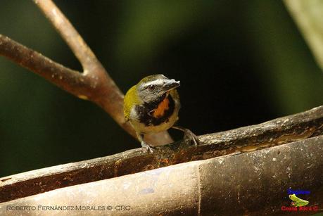 Frog's Heaven -Aves-  -Horquetas de Sarapiquí, Heredia-