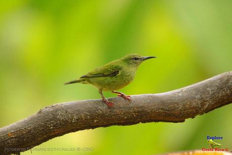 Frog's Heaven -Aves-  -Horquetas de Sarapiquí, Heredia-