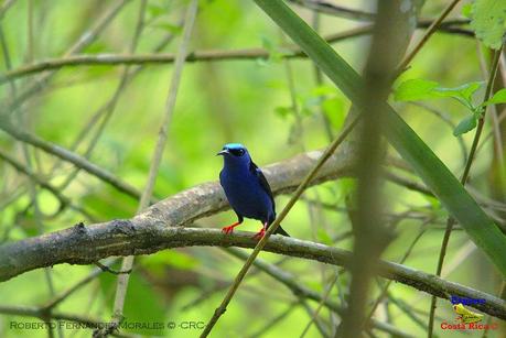 Frog's Heaven -Aves-  -Horquetas de Sarapiquí, Heredia-