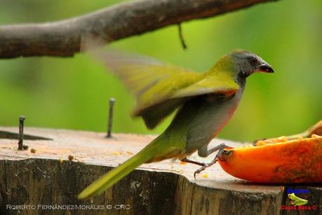 Frog's Heaven -Aves-  -Horquetas de Sarapiquí, Heredia-