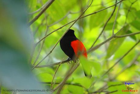 Frog's Heaven -Aves-  -Horquetas de Sarapiquí, Heredia-