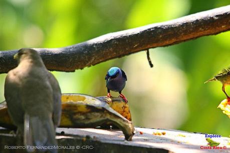 Frog's Heaven -Aves-  -Horquetas de Sarapiquí, Heredia-