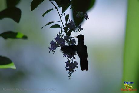 Frog's Heaven -Aves-  -Horquetas de Sarapiquí, Heredia-