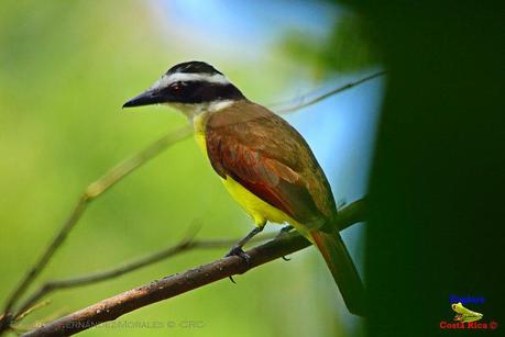 Frog's Heaven -Aves-  -Horquetas de Sarapiquí, Heredia-