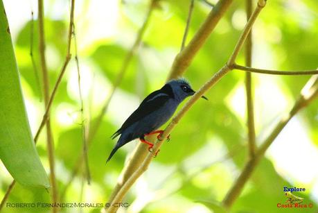 Frog's Heaven -Aves-  -Horquetas de Sarapiquí, Heredia-