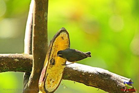 Frog's Heaven -Aves-  -Horquetas de Sarapiquí, Heredia-