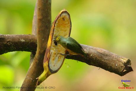 Frog's Heaven -Aves-  -Horquetas de Sarapiquí, Heredia-