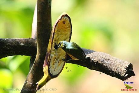 Frog's Heaven -Aves-  -Horquetas de Sarapiquí, Heredia-