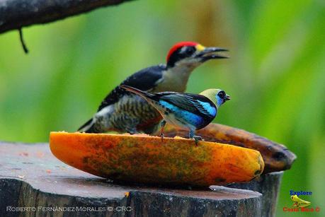 Frog's Heaven -Aves-  -Horquetas de Sarapiquí, Heredia-