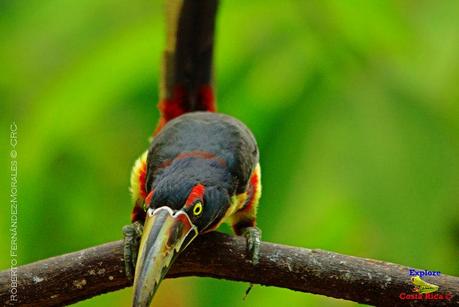 Frog's Heaven -Aves-  -Horquetas de Sarapiquí, Heredia-