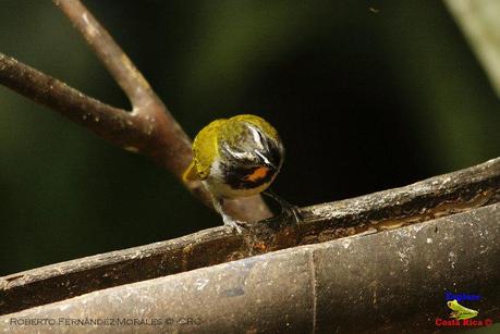 Frog's Heaven -Aves-  -Horquetas de Sarapiquí, Heredia-