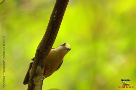 Frog's Heaven -Aves-  -Horquetas de Sarapiquí, Heredia-